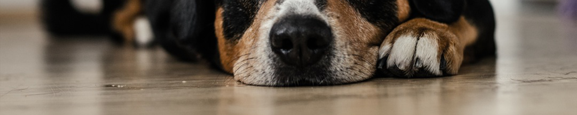 5 Tips For Avoiding Pet Damage To Your Hardwood Floor Banner