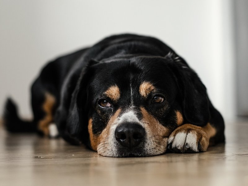 5 Tips For Avoiding Pet Damage To Your Hardwood Floor